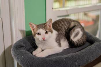 Felix -  Domestic Short Hair Cat for Adoption in Morgantown, West Virginia - Felix | PetCurious