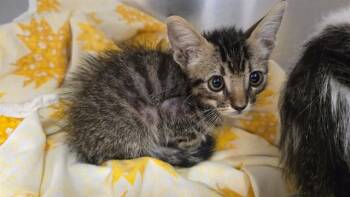 A1938280 -  Domestic Short Hair Cat for Adoption in Thousand Palms, California - A1938280 | PetCurious