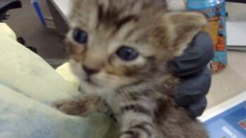 SEPTEMBER -  Domestic Long Hair Cat for Adoption in Dallas, Texas - SEPTEMBER | PetCurious