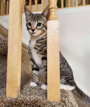 Little Rascal -  Domestic Short Hair Cat for Adoption in Salt Lake City, Utah - Little Rascal | PetCurious