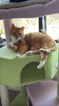 Domestic Short Hair Cats Available for Adoption - Shortcake | PetCurious