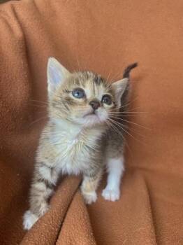 Cora -  Domestic Short Hair Cat for Adoption in Columbus, Indiana - Cora | PetCurious