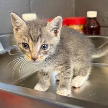 TUSC-Stray-85834 -  Domestic Short Hair Cat for Adoption in Tuscaloosa, Alabama - TUSC-Stray-85834 | PetCurious