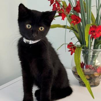 Knight -  Domestic Short Hair Cat for Adoption in Syosset, New York - Knight | PetCurious