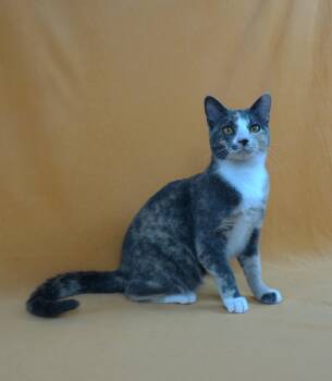 Rescue Domestic Short Hair Cats for Adoption in Plano, Texas - ASHLEY - AFFECTIONATE GIRL NEEDS EXPERIENCED HOME | PetCurious