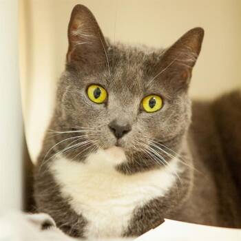 Domestic Short Hair Cats Available for Adoption in Barnstable, Massachusetts - TAMMY | PetCurious