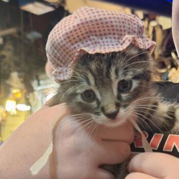 Jack -  Domestic Short Hair Cat for Adoption in Grantsville, Utah - Jack | PetCurious