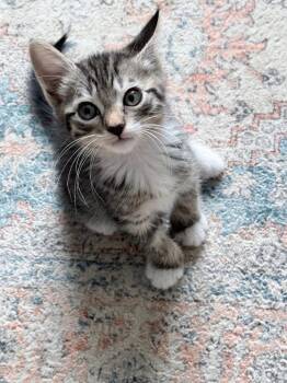 *Cookie Heist -  Domestic Short Hair Cat for Adoption in Newnan, Georgia - *Cookie Heist | PetCurious