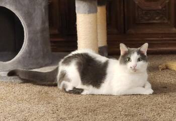 Mickey -  Domestic Short Hair Cat for Adoption in Great Bend, Kansas - Mickey | PetCurious