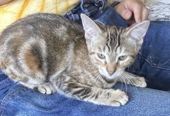 Mocha - 8603 -  Domestic Short Hair Cat for Adoption in Raymond, Washington - Mocha - 8603 | PetCurious