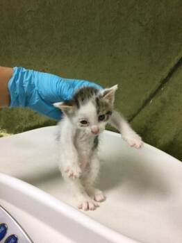Domestic Short Hair Cats Available for Adoption in Riverside, California - DAWN | PetCurious