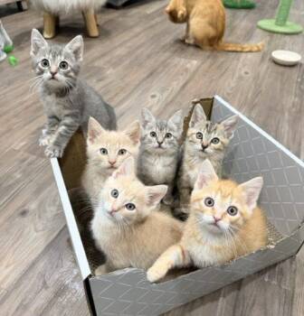 Bonaire -  Domestic Short Hair Cat for Adoption in Fishers, Indiana - Bonaire | PetCurious