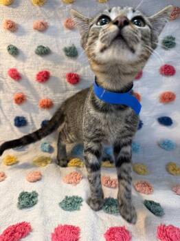 Hound PA -  Domestic Short Hair Cat for Adoption in Denham Springs, Louisiana - Hound PA | PetCurious