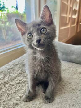 Domestic Short Hair Cats Available for Adoption in Chandler, Arizona - Aspen Furest | PetCurious
