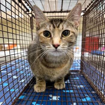 Ambrosia -  Domestic Short Hair Cat for Adoption in Galveston, Texas - Ambrosia | PetCurious