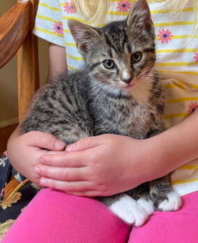 Rescue Domestic Short Hair and Tabby Cats for Adoption in Rockville, Maryland - Penny | PetCurious