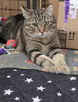 Lulu -  Domestic Short Hair Cat Available for Adoption in Colorado Springs, Colorado - Lulu | PetCurious