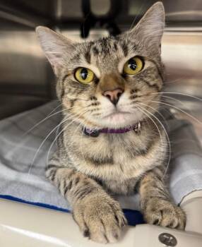 Dorothy -  Domestic Short Hair Cat for Adoption in Neosho, Missouri - Dorothy | PetCurious