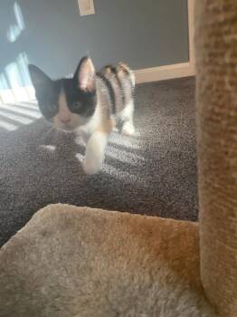 Oliver & Co.: Georgette -  Calico and Domestic Short Hair Cat for Adoption - Oliver & Co.: Georgette | PetCurious