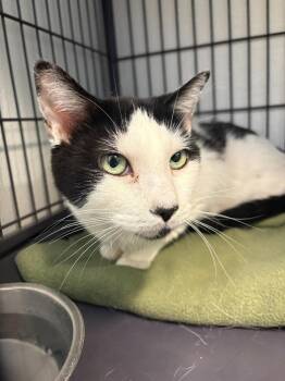 Domestic Short Hair Cats Available for Adoption in Rock Springs, Wyoming - Mocha | PetCurious