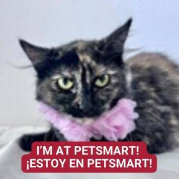 Domestic Short Hair Cats Available for Adoption - Sweetheart | PetCurious