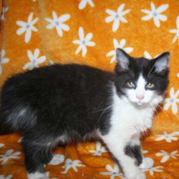 Bigby -  Domestic Medium Hair and Domestic Short Hair Cat Available for Adoption in Howell, Michigan - Bigby | PetCurious