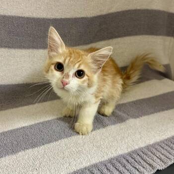 Highlighter -  Domestic Medium Hair Cat for Adoption in Newberg, Oregon - Highlighter | PetCurious