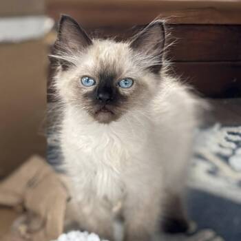 Siamese and Domestic Short Hair Cats Available for Adoption in Wichita, Kansas - Sauron | PetCurious