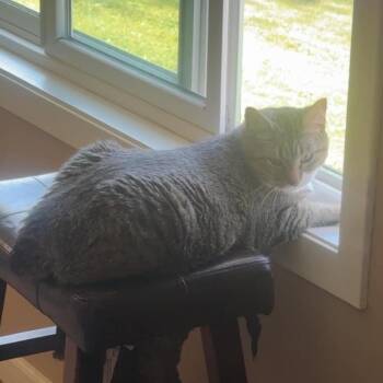 Domestic Short Hair Cats Available for Adoption in Sioux Falls, South Dakota - Gypsy | PetCurious