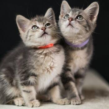 Blinky C70771 -  Domestic Short Hair Cat for Adoption in Minnetonka, Minnesota - Blinky C70771 | PetCurious