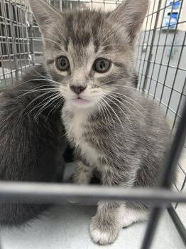 CUDDLES -  Domestic Short Hair Cat for Adoption in Las Vegas, Nevada - CUDDLES | PetCurious