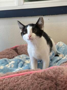 Pamela -  Domestic Short Hair Cat for Adoption in Newberg, Oregon - Pamela | PetCurious