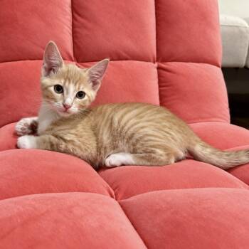 Cirque (Circus Family) -  Domestic Short Hair Cat for Adoption in Blanch, North Carolina - Cirque (Circus Family) | PetCurious