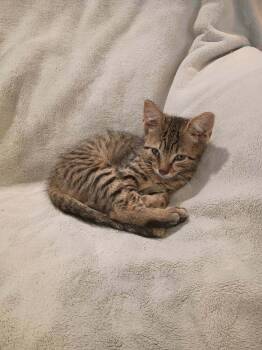 Loaf -  Domestic Short Hair Cat for Adoption in Metamora, Illinois - Loaf | PetCurious
