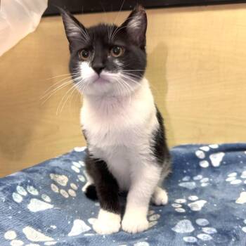 Batman -  Domestic Short Hair Cat for Adoption in Panama City, Florida - Batman | PetCurious