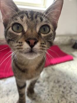 Rescue Domestic Short Hair and Tabby Cats for Adoption in Dallas, Texas - Nala | PetCurious