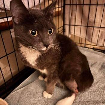 Sasquatch -  Domestic Short Hair Cat for Adoption in Nampa, Idaho - Sasquatch | PetCurious
