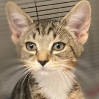 Domestic Short Hair Cats Available for Adoption - Lilly | PetCurious