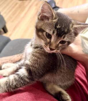 Reggie -  Domestic Short Hair Cat for Adoption in Pocatello, Idaho - Reggie | PetCurious