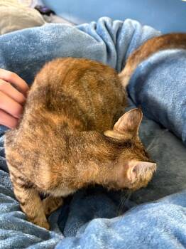 Liberty -  Domestic Short Hair Cat for Adoption in Syracuse, Indiana - Liberty | PetCurious