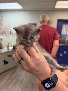 Miso -  Domestic Short Hair Cat for Adoption in St. George, Utah - Miso | PetCurious