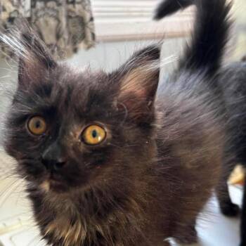 Chewie -  Domestic Long Hair Cat for Adoption in Winchester, Virginia - Chewie | PetCurious