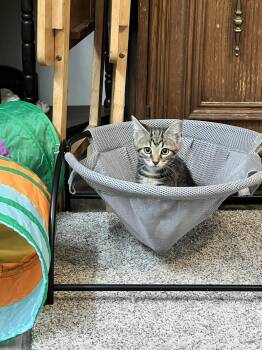 Danny -  Domestic Short Hair Cat for Adoption in Seven Valleys, Pennsylvania - Danny | PetCurious
