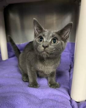 The Illusionist (with Sabrina The Teenage Witch) -  Domestic Short Hair Cat for Adoption in Richmond, Virginia - The Illusionist (with Sabrina The Teenage Witch) | PetCurious