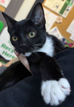 Rescue Tuxedo Cats for Adoption in Cuyahoga Falls, Ohio - Bagheera | PetCurious