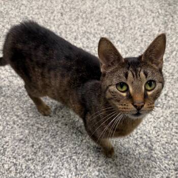 Cleopatra -  Domestic Short Hair Cat for Adoption in Traverse City, Michigan - Cleopatra | PetCurious