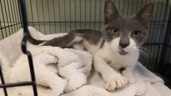 Domestic Short Hair Cats Available for Adoption - Sonya | PetCurious
