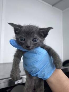 Bentley -  Domestic Short Hair Cat for Adoption in Daytona Beach, Florida - Bentley | PetCurious