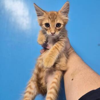 Jimmy Uso -  Domestic Medium Hair Cat for Adoption in Wahiawa, Hawaii - Jimmy Uso | PetCurious