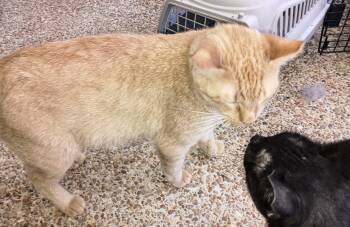 Rescue Domestic Short Hair Cats for Adoption in Ridgeland, Mississippi - ORANGE | PetCurious